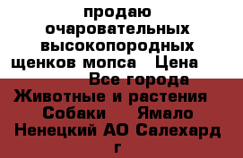 продаю очаровательных высокопородных щенков мопса › Цена ­ 20 000 - Все города Животные и растения » Собаки   . Ямало-Ненецкий АО,Салехард г.